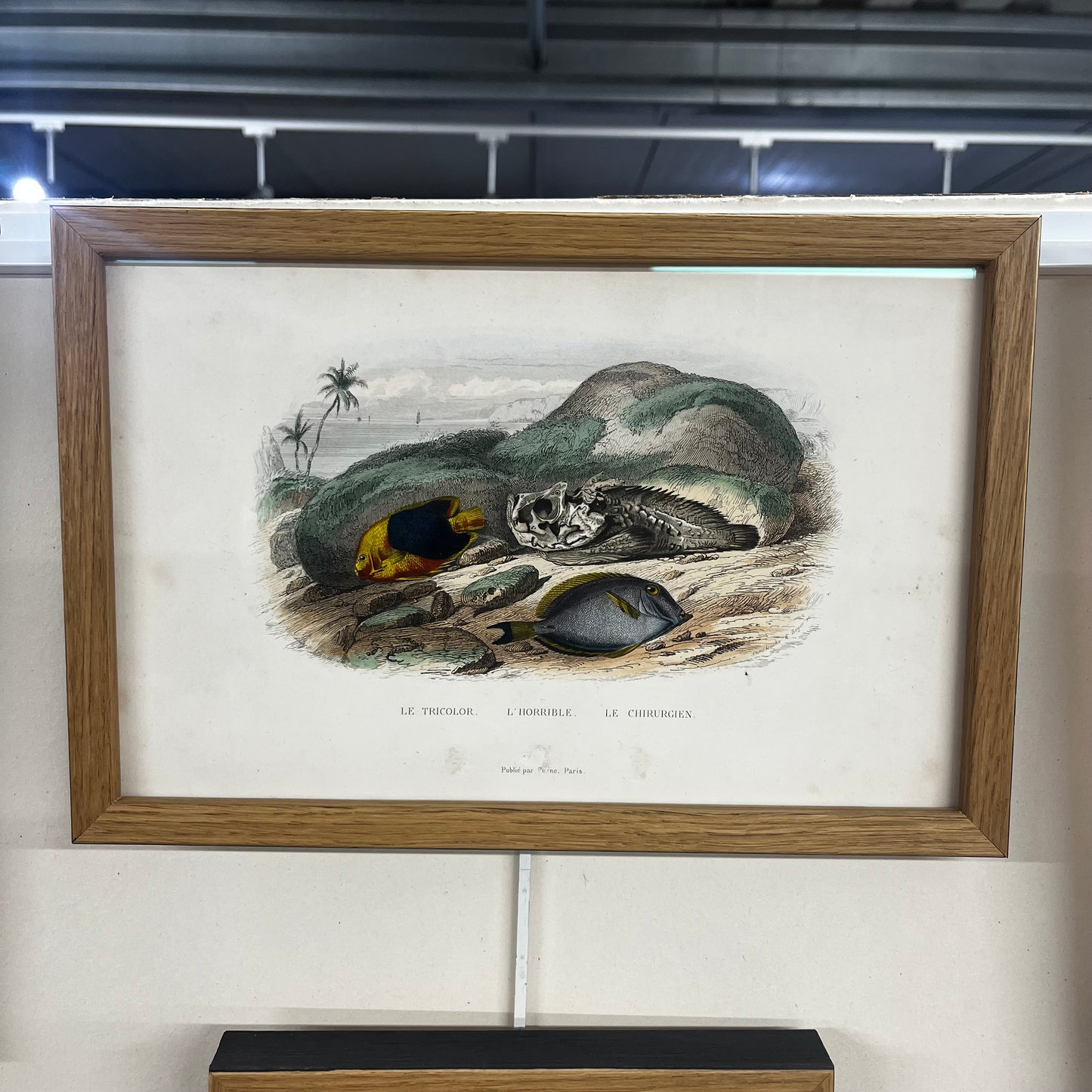 Cadre gravure "Buffon" 1837