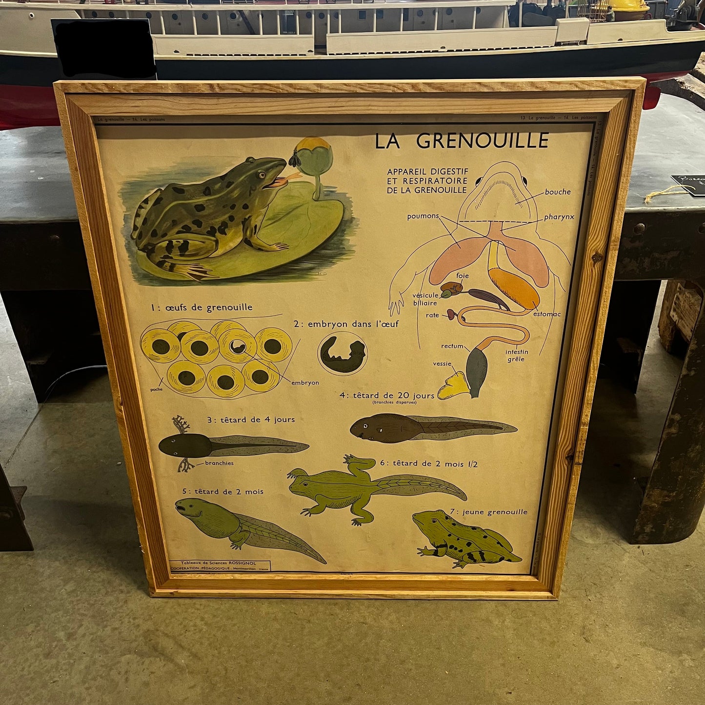 Affiche scolaire "Rossignol"