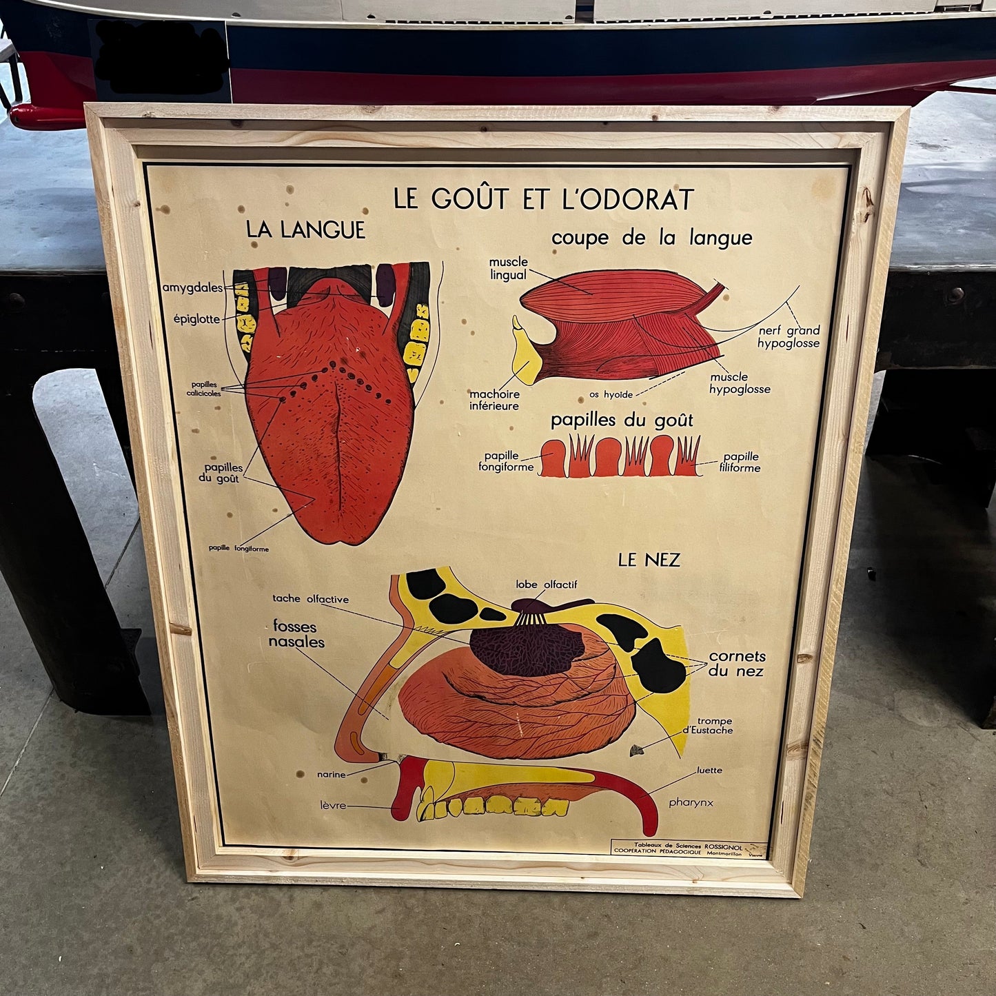 Affiche scolaire "Rossignol"