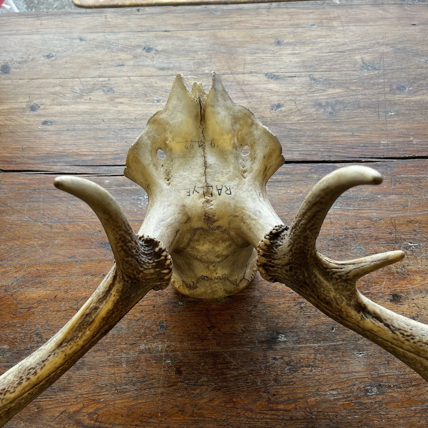 Crâne de cerf