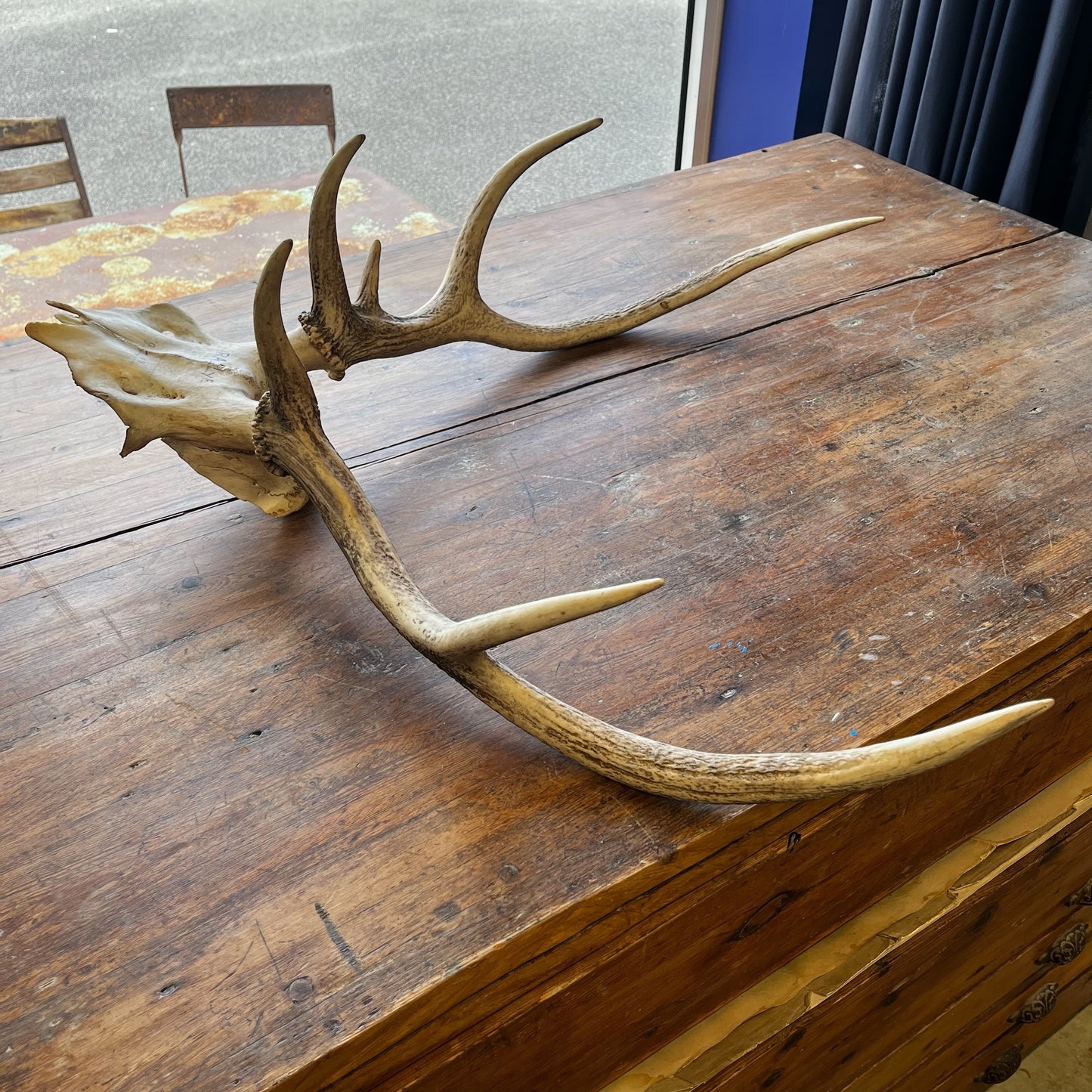 Crâne de cerf