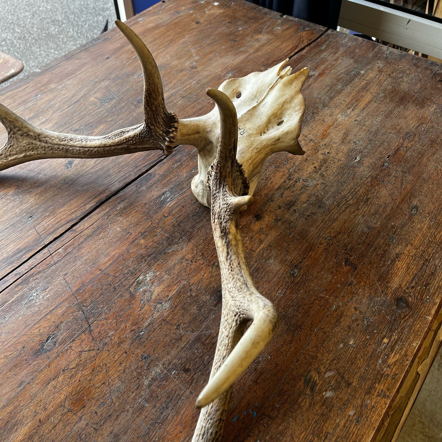 Crâne de cerf