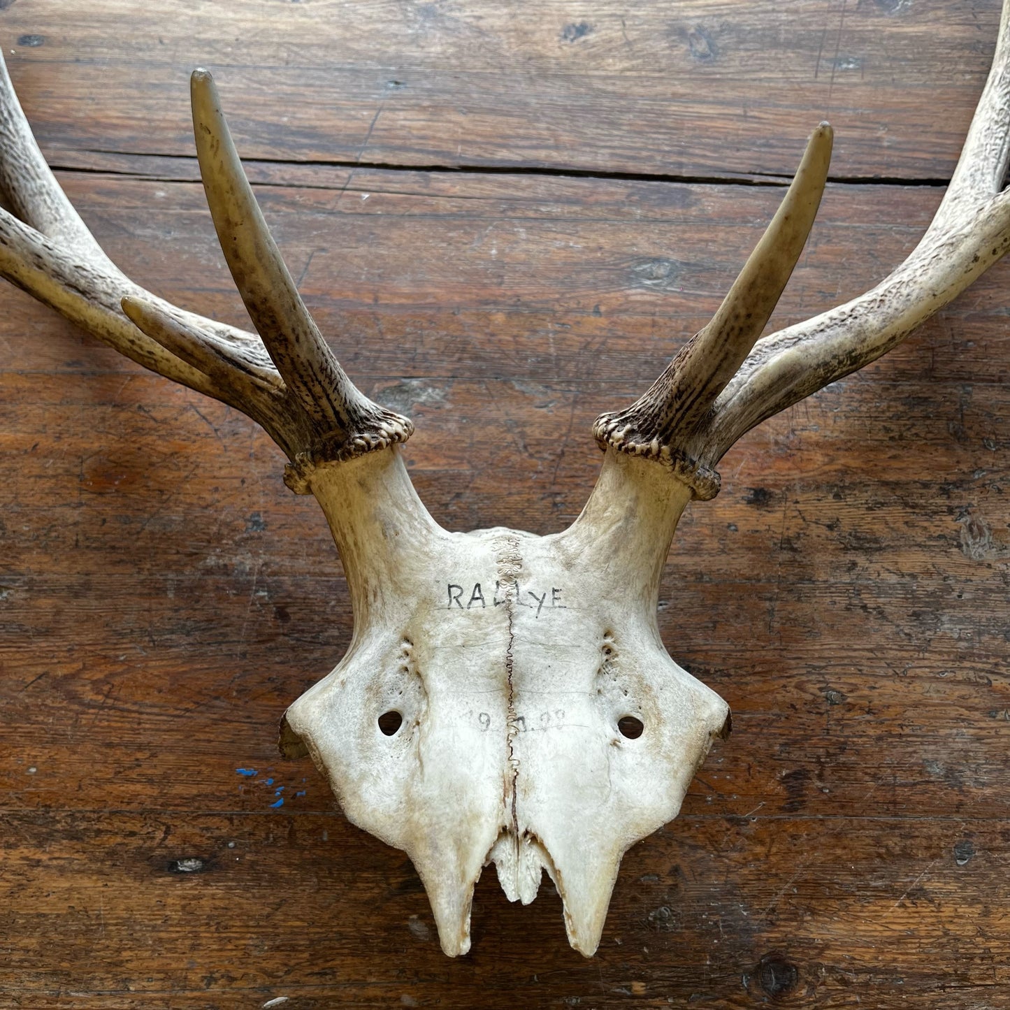 Crâne de cerf